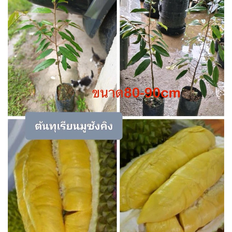 ต้นทุเรียนมูซังคิงได้2ต้นไซส์ใหญ่90-100cm