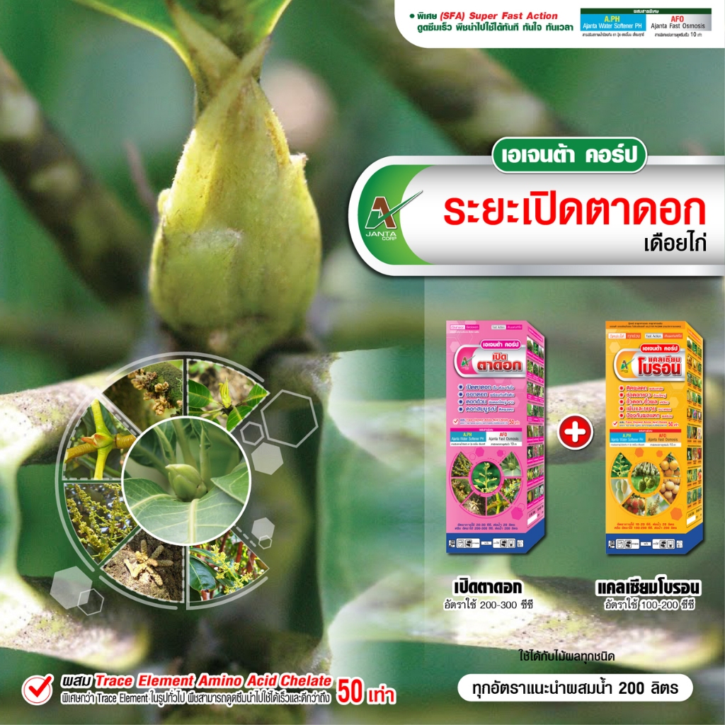เปิดตาดอกมะม่วง หลังราดสาร เอเจนต้า เปิดตาดอก ดอกดก ดอกอ้วน ช่อยาว สมบูรณ์ (ขนาด 1+1 ลิตร)