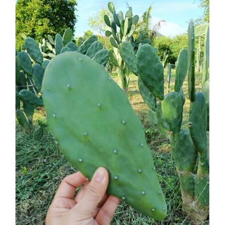 กระบองเพชรใบเสมา Opuntia cochenillifera มีแถม คัดใบหนาใหญ่ตัดสดป้ายน้ำยากันเชื้อรา โอพันเทียหูกระต่าย มิกกี้เม้า opuntia