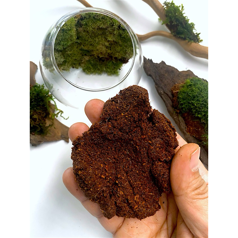ดินแปะมอสเวียดนามแท้ 100% สำหรับสวนขวดและterrarium
