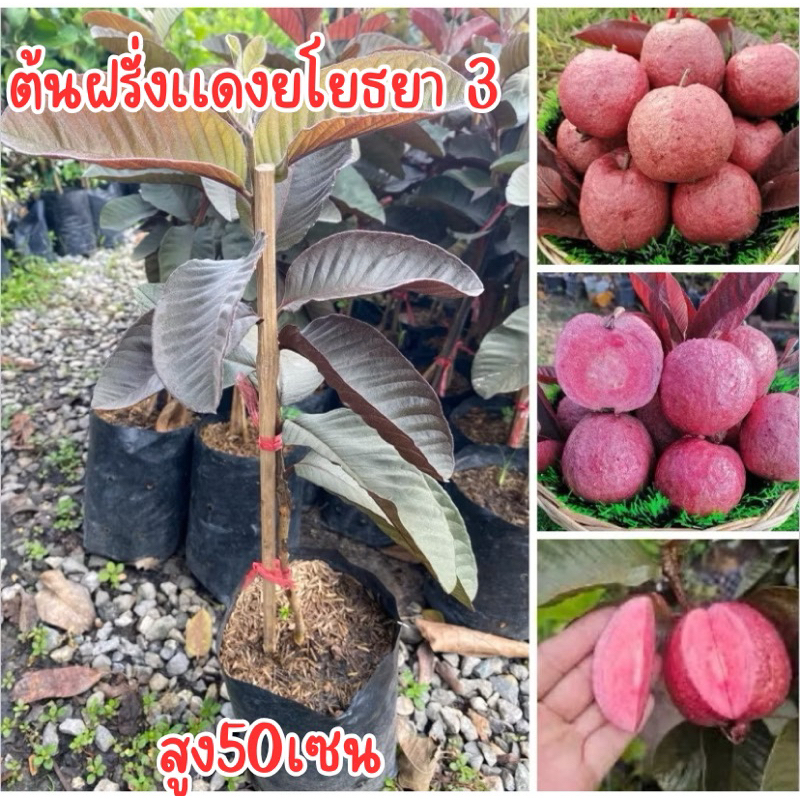 ต้นฝรั่งแดงอโยธยา3 เสียบยอด สูง50-60เซนครับ พร้อมส่ง