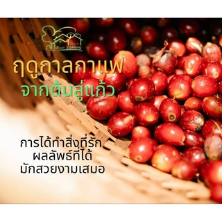 กาแฟอาราบิก้าดอยช้าง 1 กิโลกรัม (500gx2ถุง)