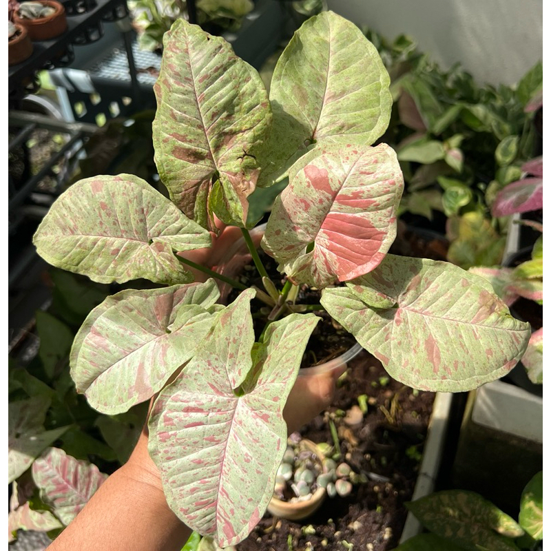 ต้นเงินไหลมาด่างชมพู Milk confetti สีสวยๆ(syngonium milk confetti) เปลี่ยนกระถางก่อนส่ง อ่านรายละเอียดก่อนสั่งนะคะ