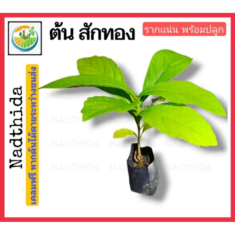 Nadthida ต้นสักทอง บ้านไพรทวี ต้นสัก ต้นไม้ตาย เคลมฟรี รับผิดชอบเเน่นอน เหตุเฉพาะขนส่ง ต้นศักทอง