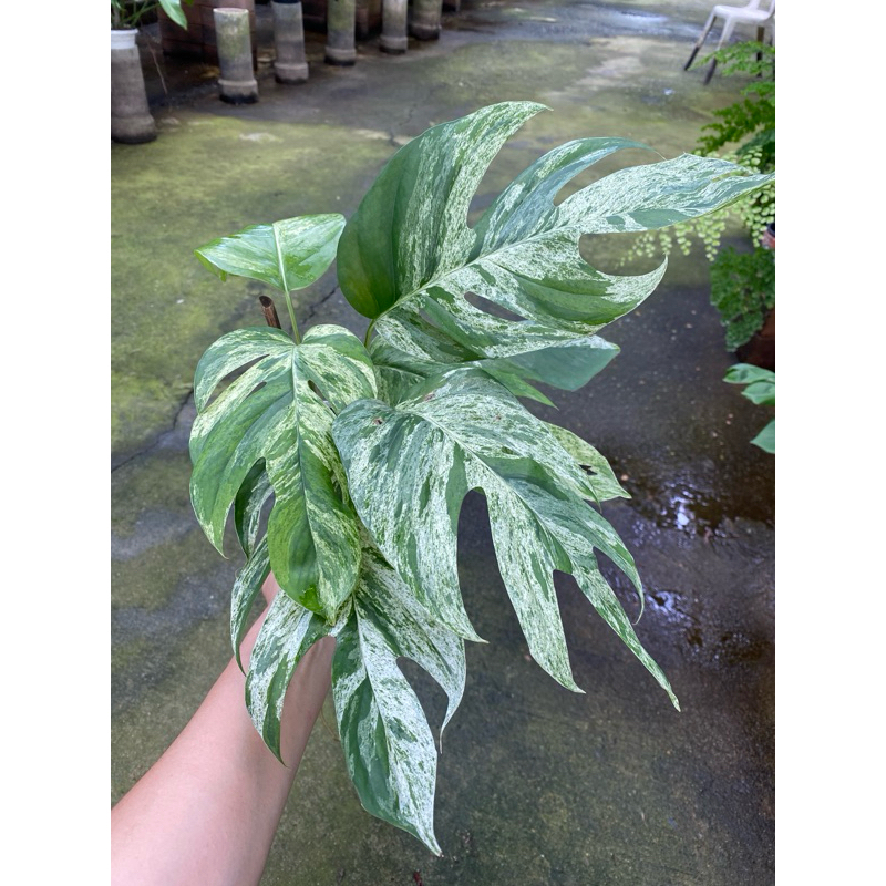 อิพิ มาเบิ้ล Epipremnum pinnatum marble Variegated ด่างสวยๆ ต้นสมบูรณ์ แข็งแรง