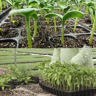 【แจกของรางวัล】ซื้อ 5 แถม 1 ถาดเพาะชำ ถาดเพาะ ถาดเพาะเมล็ด หนามาก ยืดหยุน ป้องกันรากเน่า