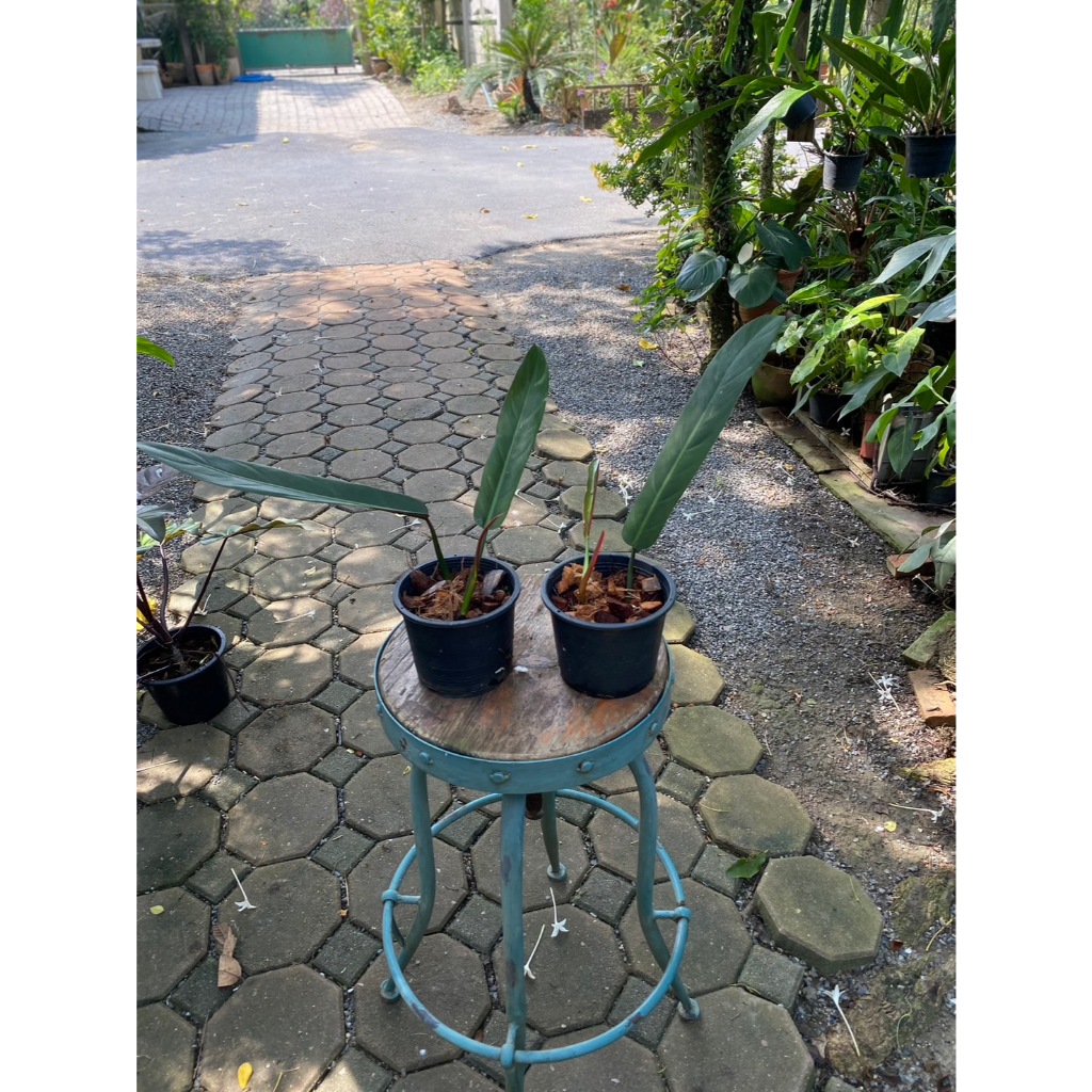 philodendron  bicolor  ไบคัลเล่อร์