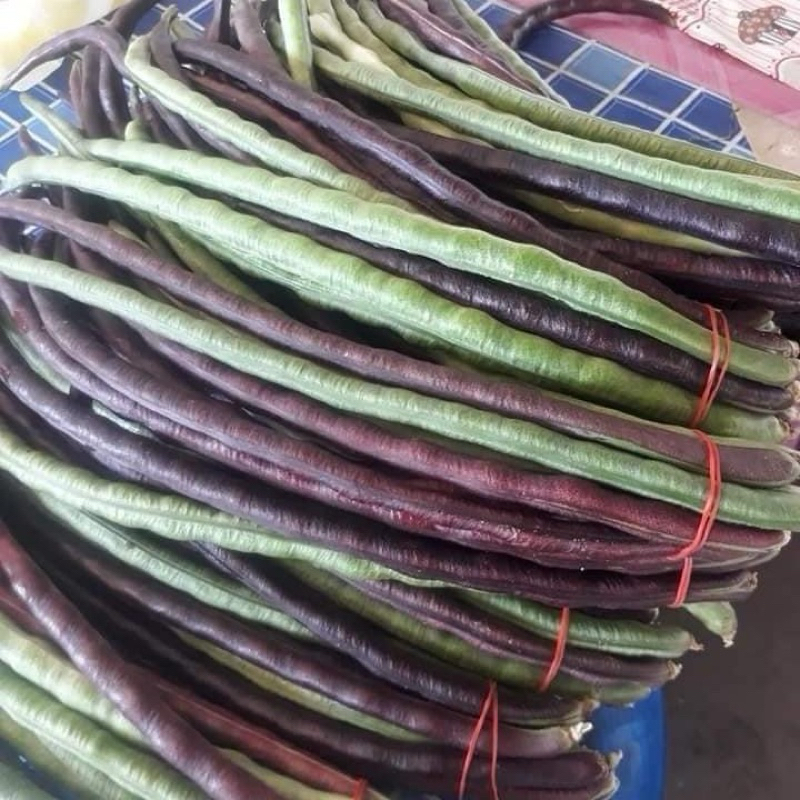 เมล็ดพันธุ์ถั่วถั่วปี 5 เมล็ด 50 บาท