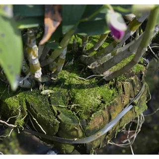 กะบะกาบมะพร้าว ถาดกาบมะพร้าว เครื่องปลูกยึดกล้วยไม้ (อัดแข็ง) Coconut Spathe