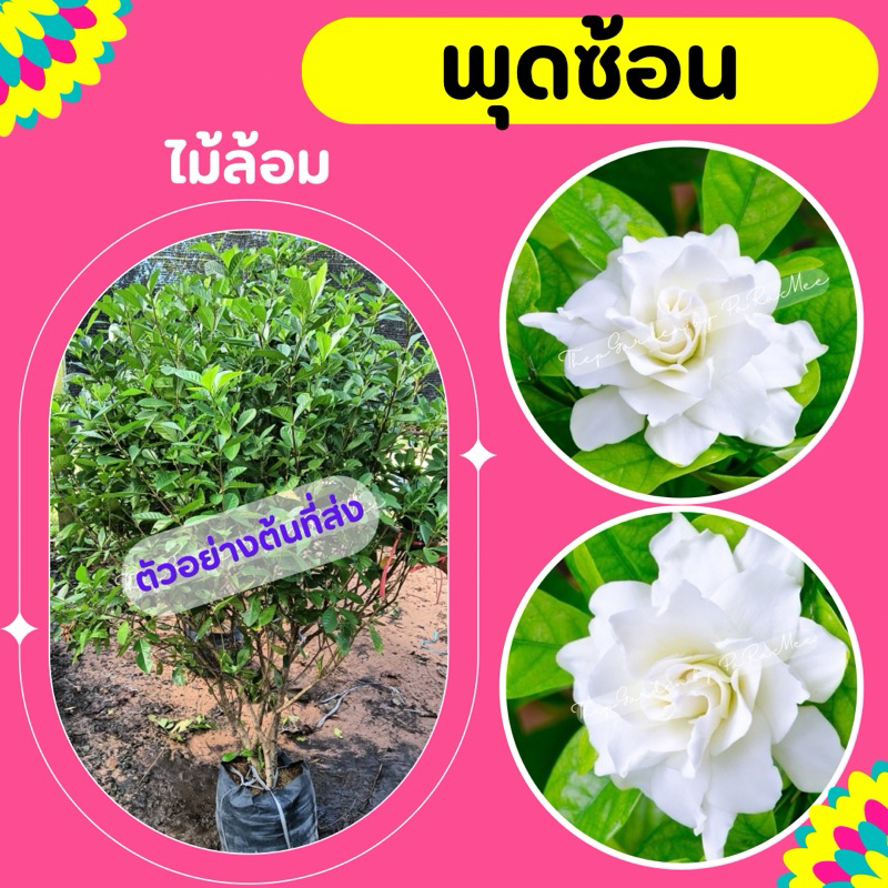 ต้นพุดซ้อน ไม้ล้อม ดอกหอม ปลูกง่าย