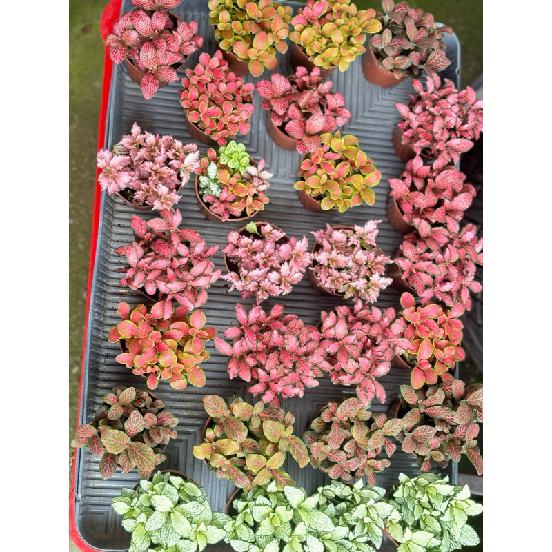 พรมออสเตรเลียMosaic Plant/Nerve Plantขนาด3นิ้ว ต้นไม้ตามฤดูกาลทักสอบถามก่อนได้