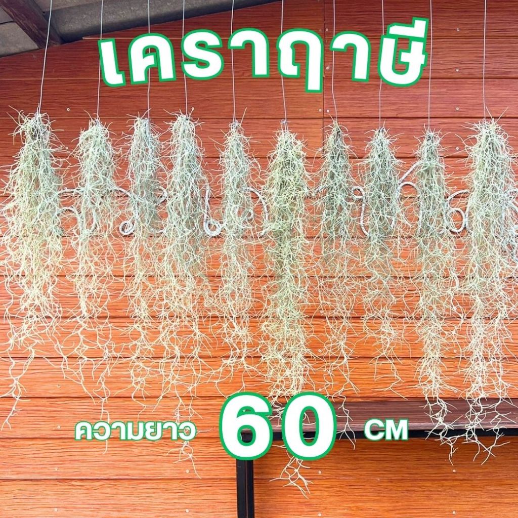 1 พวง l เคราฤาษี พร้อมแขวน ไม้ประดับ ตกแต่งหน้าบ้าน ยาว 60 เซน น้ำหนัก 50 กรัม