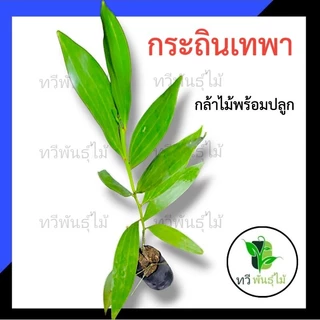 ต้นกระถินเทพา กล้าไม้พร้อมปลูก ไม้ประดับ Tawee Pantmai กระถินเทพา ไม้มงคล ไม้เศรษฐกิจ