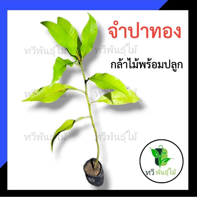 ต้นจำปา จำปาทอง ต้นไม้ป่า