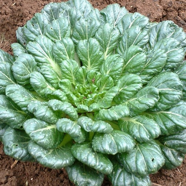 เมล็ดผักกวางตุ้ง แทตฉ่อย 2000เมล็ด Tat Soi Chinese flat cabbage   สายพันธุ์ OP
