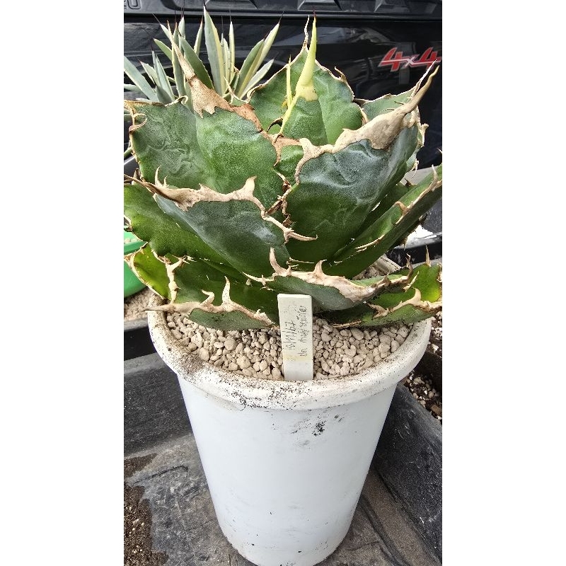 agave titanota pula size 6"