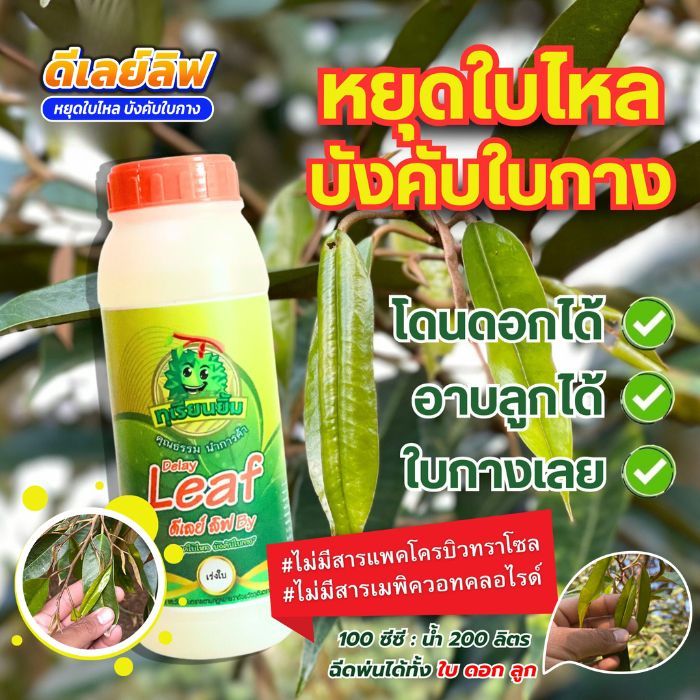 ดีเลย์ ลิฟ หยุดใบไหลบังคับใบกาง แก้ปัญหาใบอ่อนช่วงดอกและผล