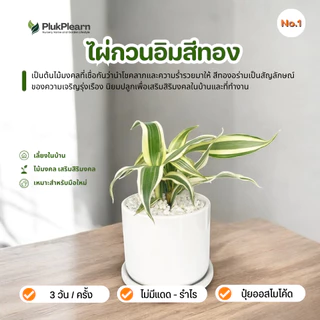 ต้นไม้มงคล เซท พร้อมกระถางเซรามิค เกรด AA วางในบ้านได้ เลี้ยงง่าย มือใหม่หัดเลี้ยง ดูแลง่าย