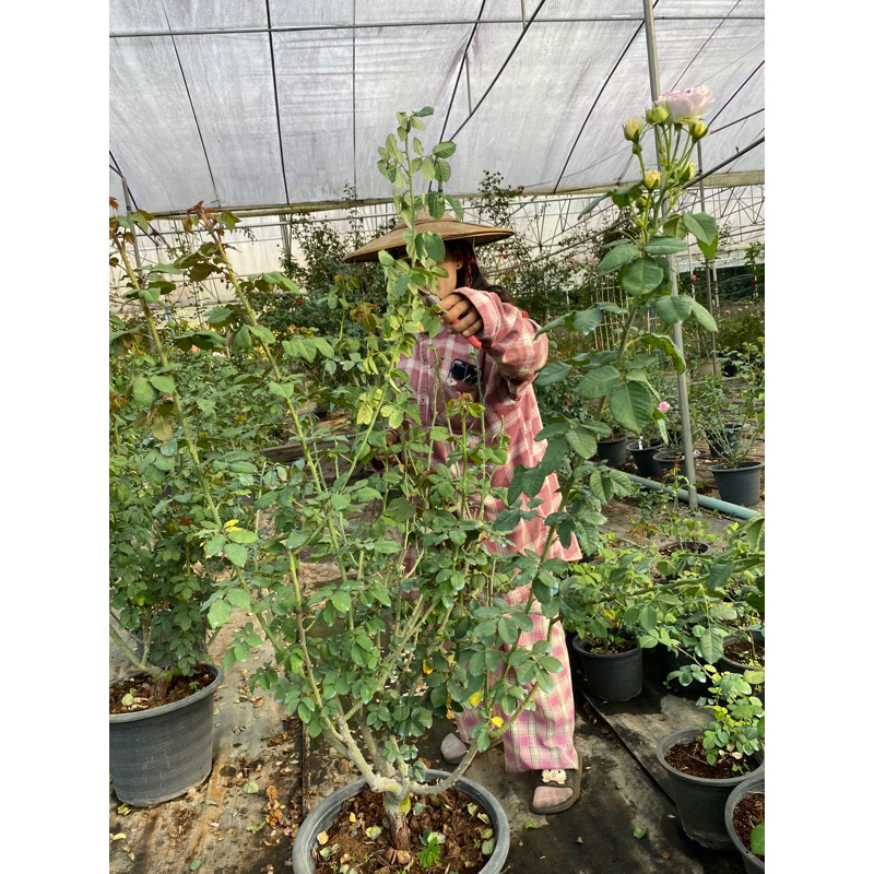 บลูมูนสโตน พร้อมส่ง ต้นใหญ่มาก ตอต้นอายุเกือบ 3 ปี ปกติทั่วไปหลักพัน ร้านเราจัดโปรคืนกำไรให้ลูกค้า🌹 - รูปที่ 7