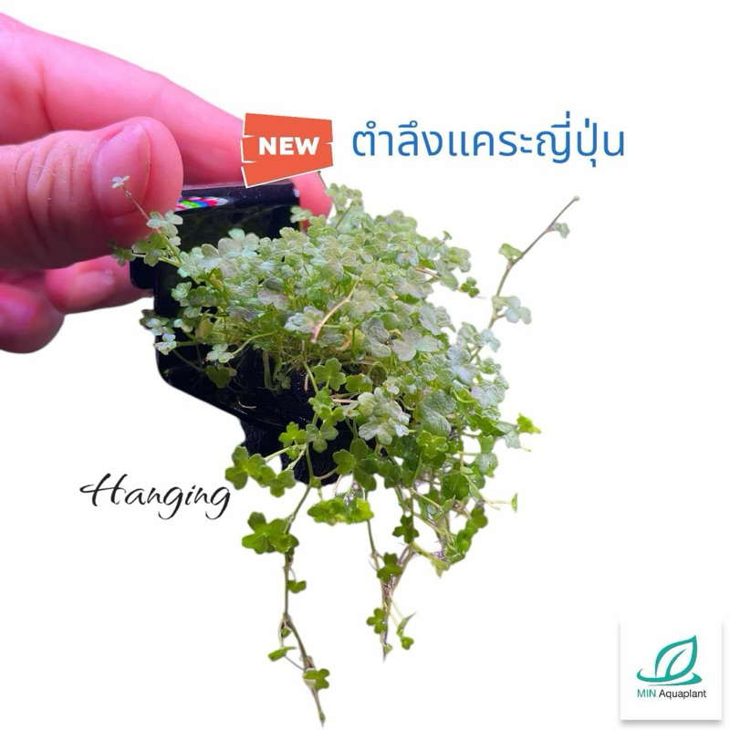 วาบิแฮ้งกิ้ง(hanging)มินิวาบิไม้ชายน้ำ ให้ฟีลริมคลอง ริมลำธาร ไม้น้ำปลูกบนตะขออะคริลิค ไว้เกาะ ห้อย แขวน ขอบตู้ อ่าง โหล