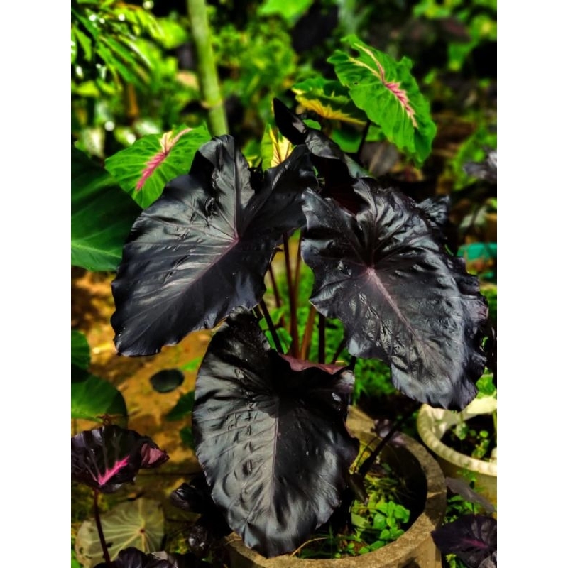 Colocasia Electric Blue Gecko ตัดสด อิเล็กทริคบลู อีบลู