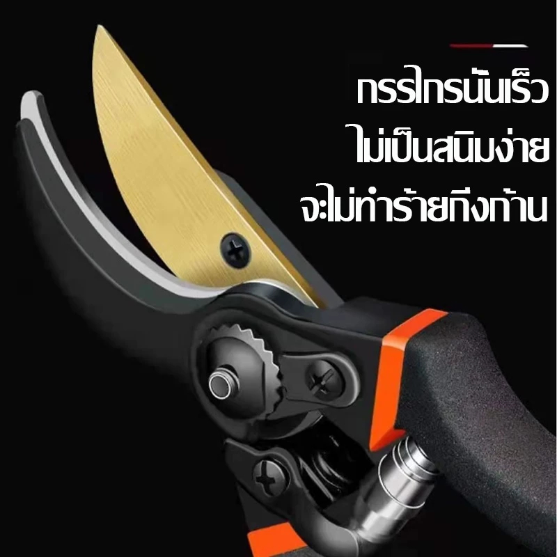 รูปภาพ 3