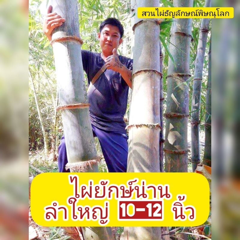 ไผ่ยักษ์น่าน ไผ่ลำใหญ่ที่สุดในประเทศ ลำใหญ่ 10-12 นิ้ว ต้นพันธุ์ตอนกิ่งชำลงถุงมีรากพร้อมปลูก รับประกันสายพันธุ์แท้ 100%