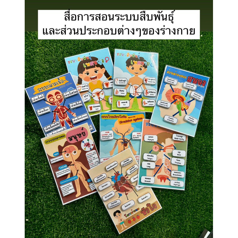 สื่อกานสอนวิทยาศาสตร์ สื่อการสอนระบบสืบพันธุ์และระบบต่างๆในร่างกาย |ขออนุญาตรับออเดอร์สองชิ้นขึ้นไปค่ะ