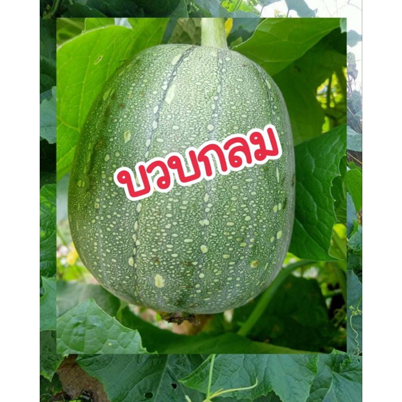 บวบกลมหอมพันธุ์แท้ 20 เมล็ด