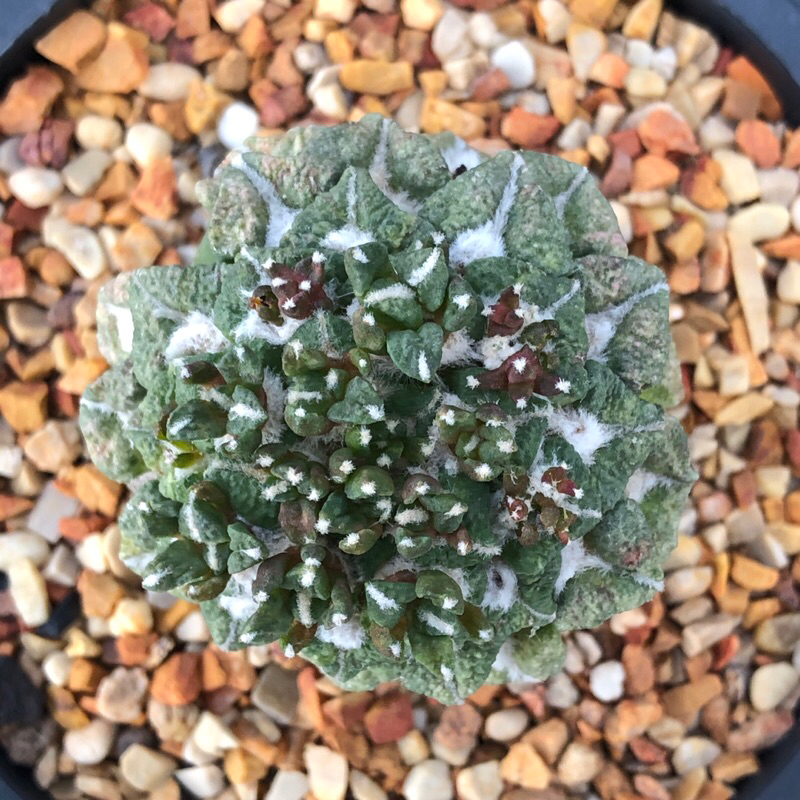 แคคตัส คอทชูช้าง Ariocarpus kotchoubeyanus var. Elephantidens cactus ไม้กราฟ จำนวน 1 ต้น