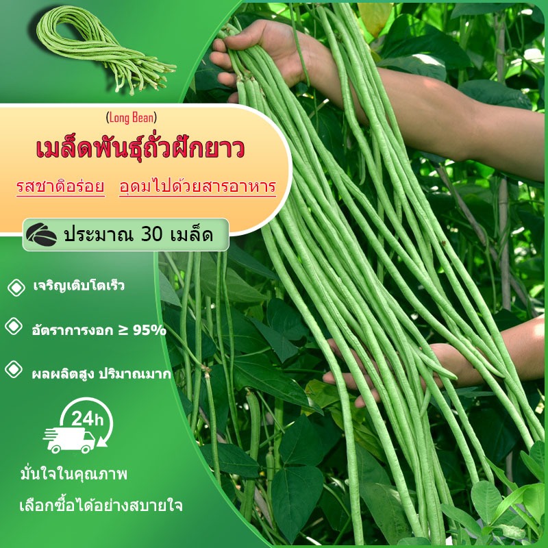 30 เมล็ด เมล็ดพันธุ์ถั่วฝักยาวพันธุ์ดก ยาว70-90 ชม.
