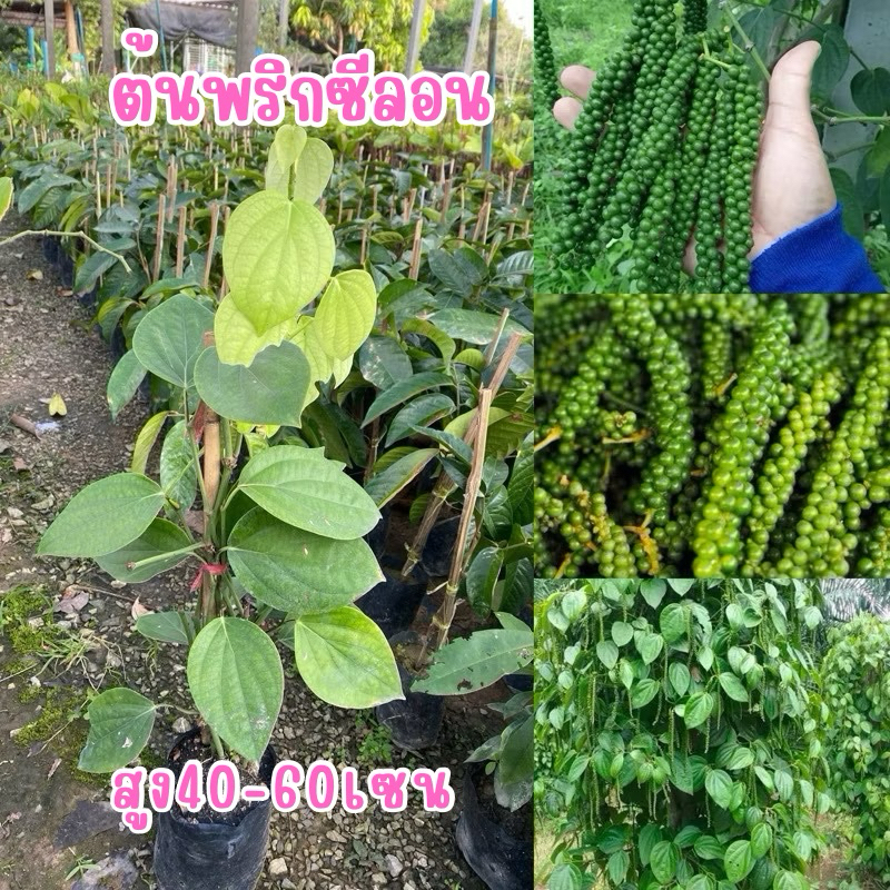 ต้นพริกไทยซีลอน(ต้นละ140บาท)สูง30-50เซน เป็นพริไทยพุ่ม คัดต้นนากแน่นต้นสวยแข็งแรงพร้อมปลูก