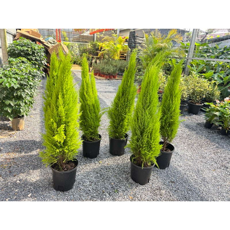 รอบ12/1/25เลม่อนขนาด80-100 cm#สนเลม่อน #มะนาวไซเปรส #ต้นสนหอม LEMON CYPRESS Collection 1กล่องไม่ควรเ