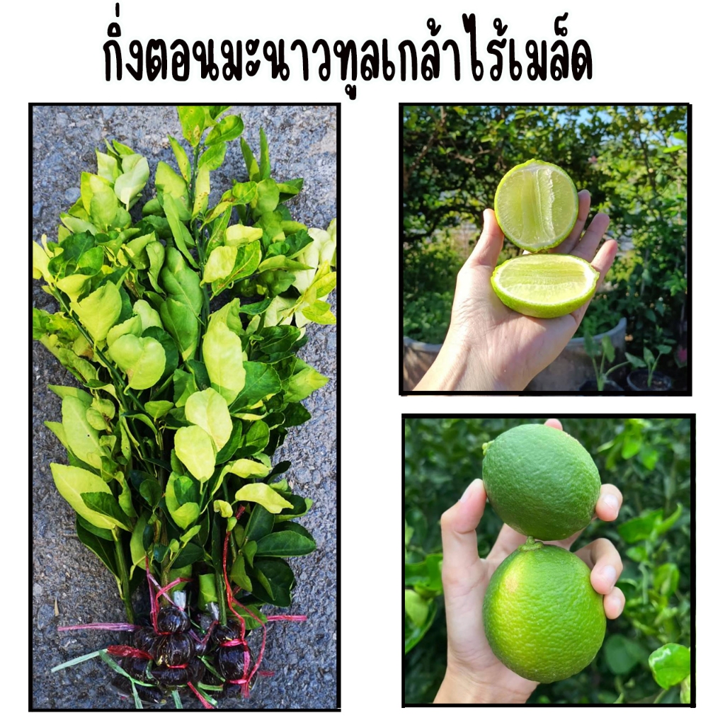 กิ่งตอนมะนาวทูลเกล้าไร้เมล็ด ลูกใหญ่ ไร้เมล็ด น้ำเยอะ เปลือกบาง กลิ่นหอมเฉพาะตัว ขนาด 65-80 ซม.
