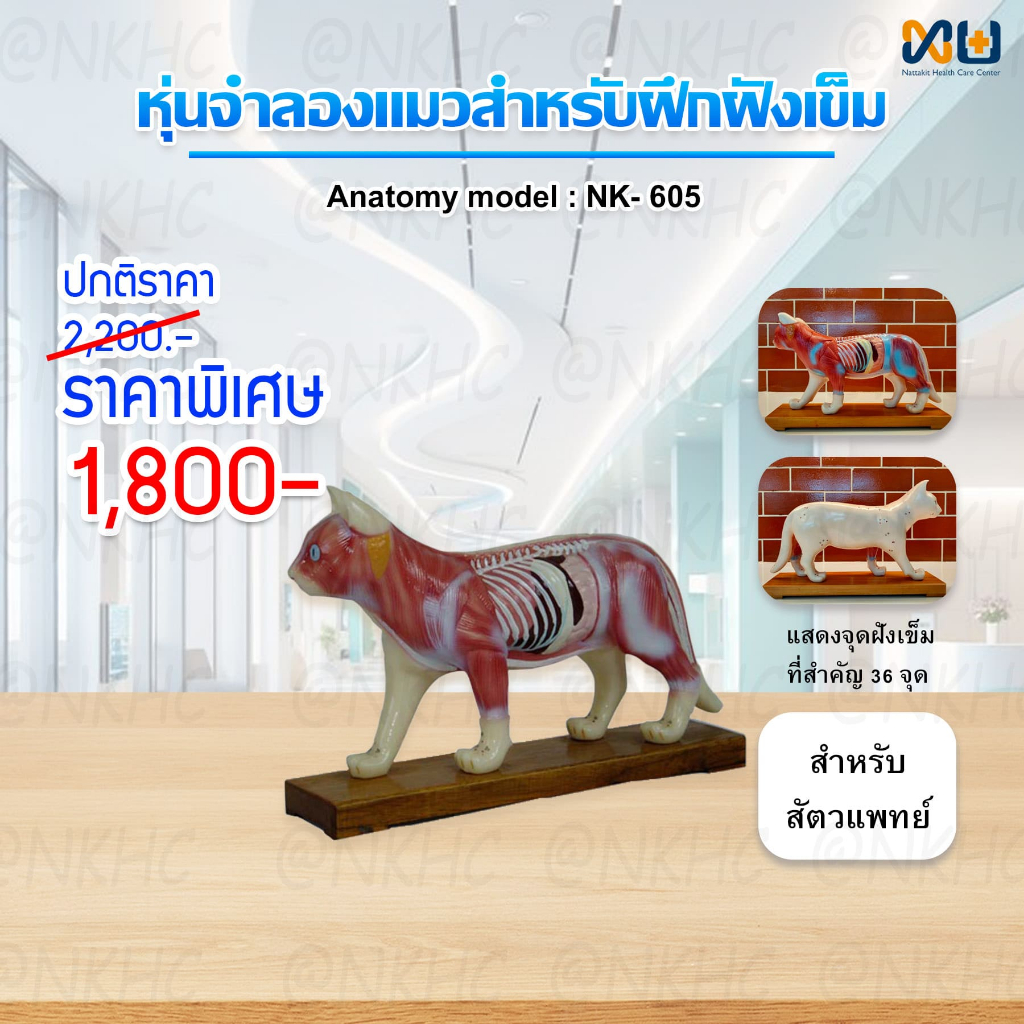 Anatomy model: NK- 605 หุ่นจำลองแมวสำหรับฝึกฝังเข็ม