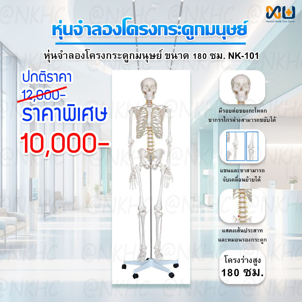 Anatomy model: NK-101 หุ่นจำลองโครงกระดูกมนุษย์ ขนาด 180 เซนติเมตร