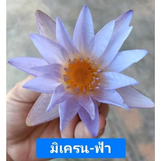 บัวมิเครนฟ้า1กรัมและ5กรัมคละไซร้(1กรัมได้2-3ดอกขึ้นอยุ่กับขนาดดอก)ใช้ชงชาเพื่อสุขภาพได้