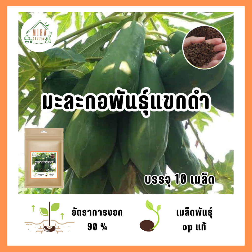 5บาท เมล็ดมะละกอแขกดำ 10 เมล็ด