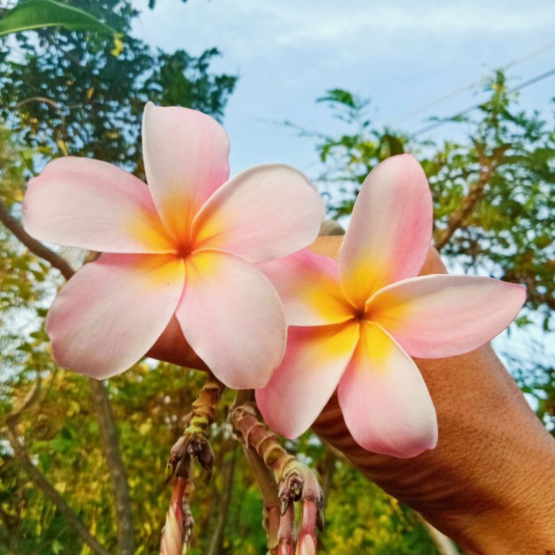 ลีลาวดี สีชมพู ร.5 ช่อพวงดอกใหญ่ /กิ่งตัดสด 30 ซม.2 กิ่ง=30