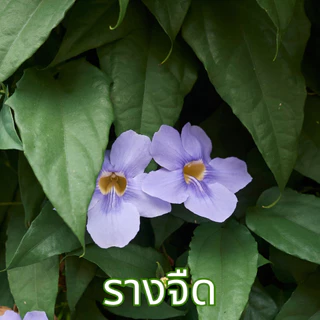 ชารางจืด ชาสมุนไพร ตราไร่กฤติยา ผลิตจากใบรางจืด 100%