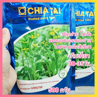 เมล็ดพันธุ์กวางตุ้งดอก กวางตุ้งดอกนพมาศ ตราเจียไต๋ 100, 500 กรัม กวางตุ้งดอก นพมาศ