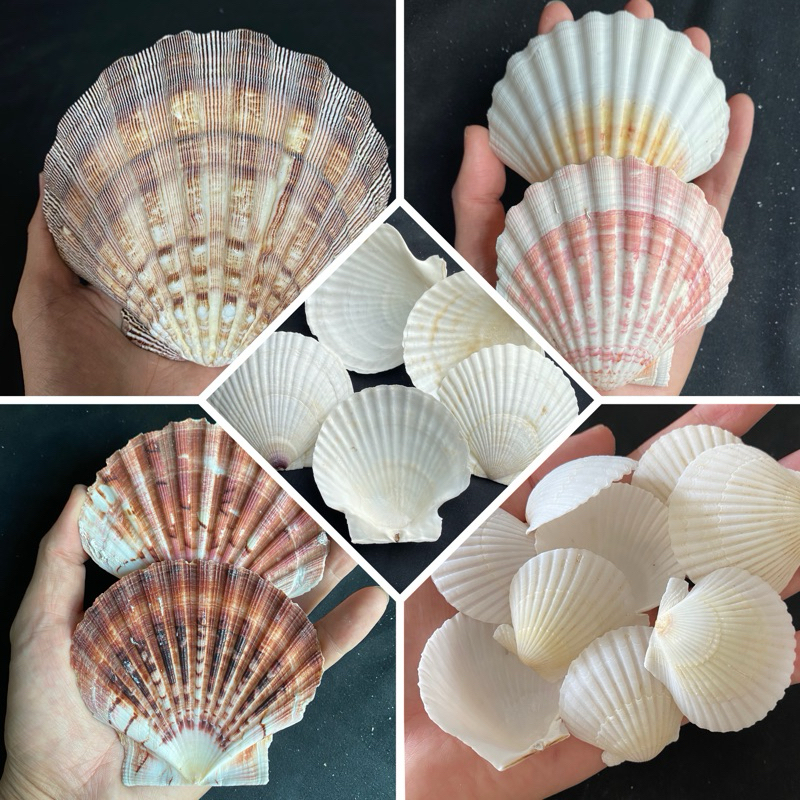 หอยเชลล์ขาวตัวใหญ่ gaint white scallop shell 10-12cmสำหรับใช้กับจานย่างหรือซาซิมิหรือเป็นเครื่องปรุง