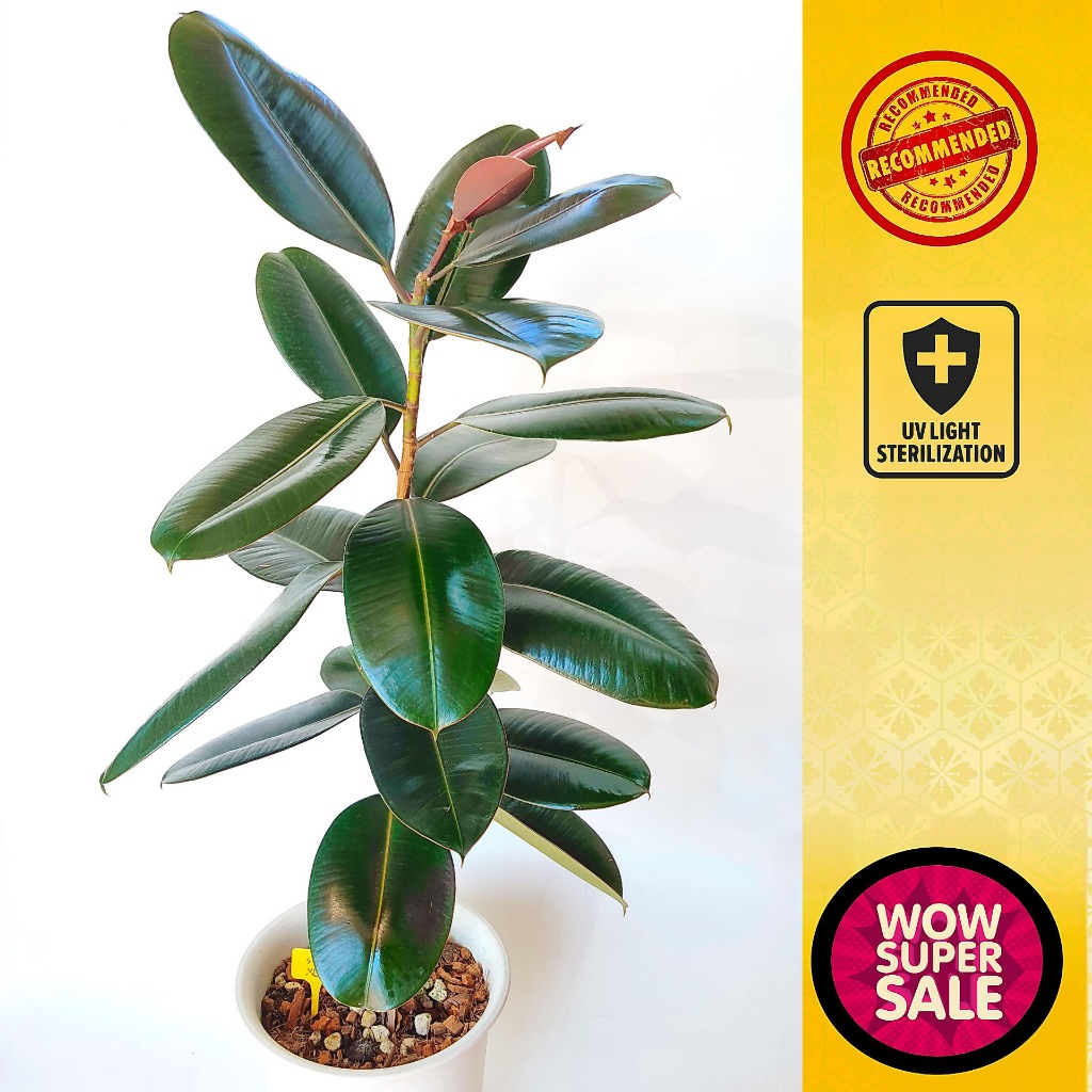 ต้นไม้ประดับ ต้นไม้นอก ต้นไม้ฟอกอากาศ ยางอินเดียดำ Rubber Plant, Assam Rubber, India Rubber Fig