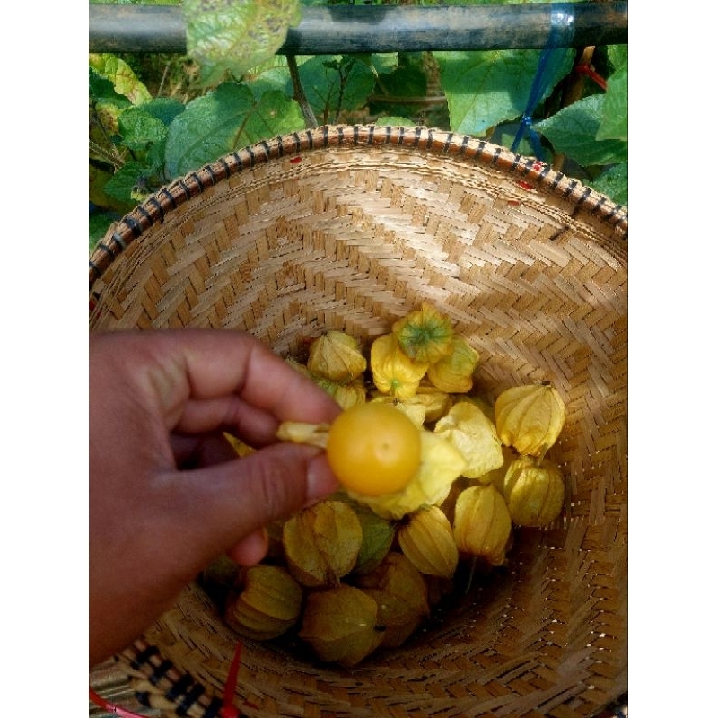 เคพกูสเบอร์รี่ โทงเทงฝรั่ง 1 กิโลกรัม - รูปที่ 4