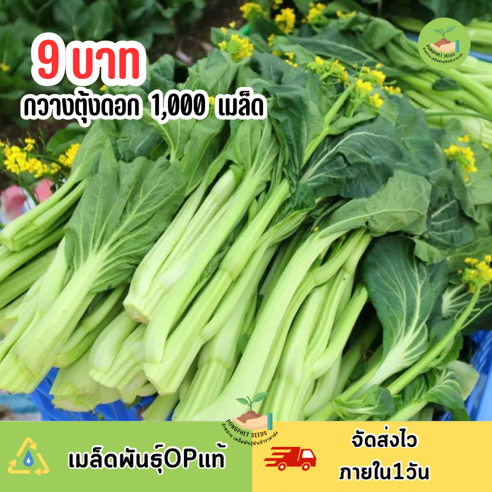 9บาท กวางตุ้งดอก 1,000 เมล็ด