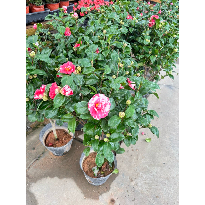#คามิเลีย (Camellia) #คามิเลีย” #ดอกชาแสนสวย ONLY THIS SEASON  #ต้นดอกคามิเลียดอกลายขาวแดง60-70cm