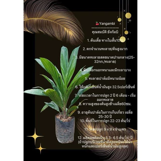 🌴เมล็ดพันธุ์ปาล์มสายพันธุ์ ยังกัมบิ ml161 มาเลย์เซีย(มีใบรับรองสายพันธุ์)🌴
