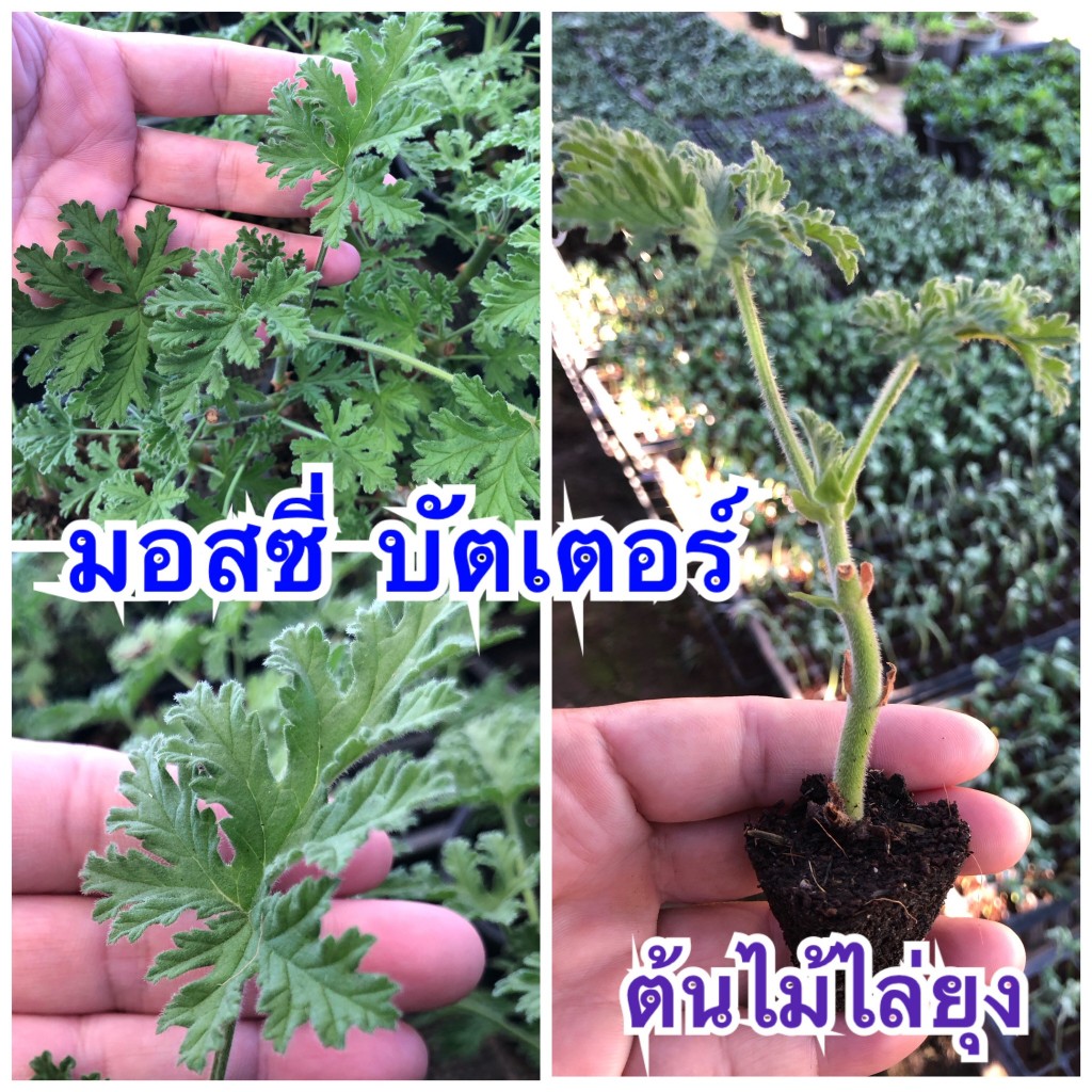 มอสซี่ บัสเตอร์ (Mozzie Buster)หรือที่เรียกกันง่ายๆว่าต้นไม้กันยุง.ส่งแบบกิ่งปักชำมีรากพร้อมปลูก