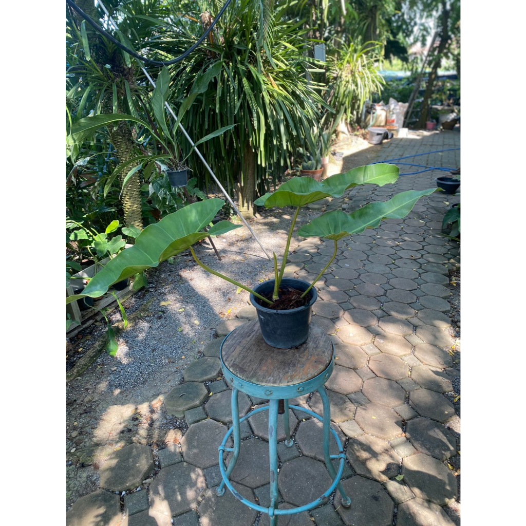 Philodendron atabaponse (อะทาบา) ส่งต้นในรูป