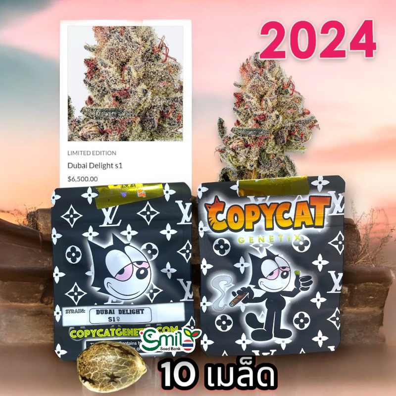 เมล็ดกัญชา Dubai Delight S1 (Fem) ใหม่ล่าสุด 2024* - Copycat Genetix